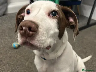 Mixed Breed dogs Rehoming - Advert 3