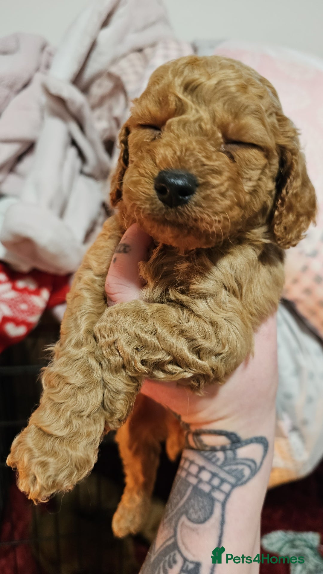 Cavapoo dogs for sale: Dashing Cavapoo Puppies  - Advert 13