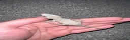Gecko reptiles for sale: Baby gargoyle geckos  - Advert 2