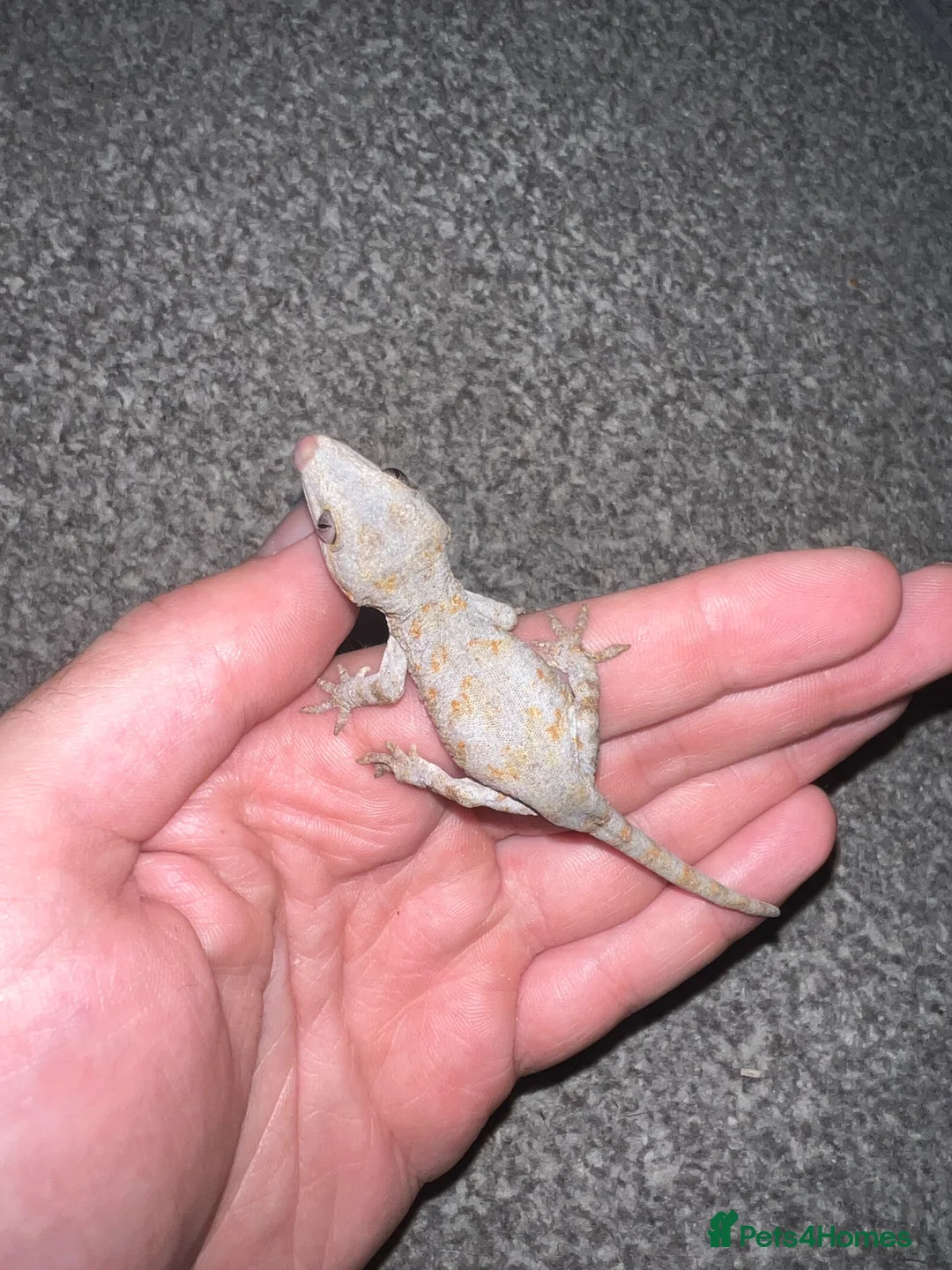 Gecko reptiles for sale: Baby gargoyle geckos  - Advert 2