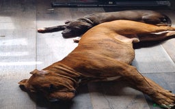 Mixed Breed dogs for sale: Presa/American Johnson bulldog - Image 31