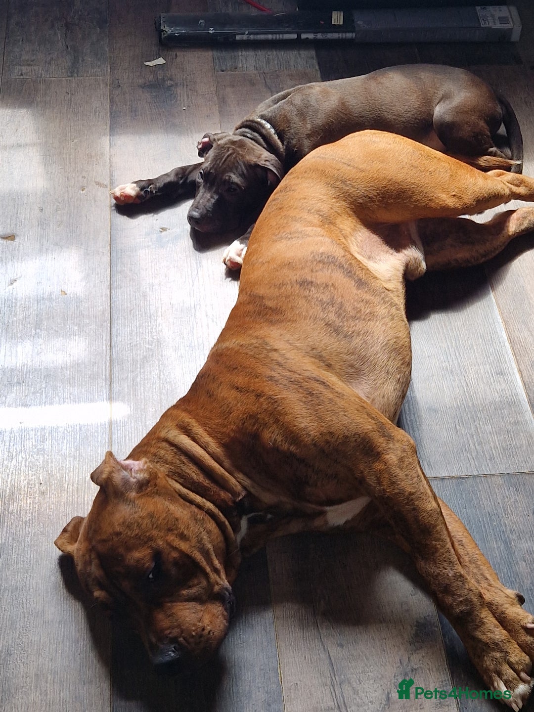 Mixed Breed dogs for sale: Presa/American Johnson bulldog - Image 31