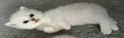 Scottish Fold cats for sale: Scottish fold/straight kittens - Advert 3
