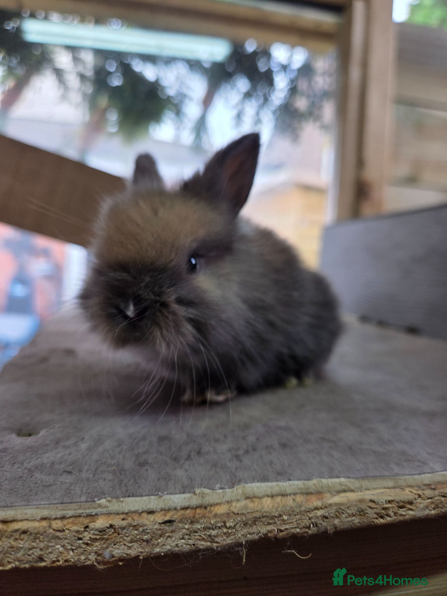 Lionhead rabbits Baby lion head bunnies ☆ready 17th july - Advert 1
