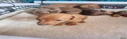 Miniature Dachshund dogs for sale: Beautiful miniature daschunds  - Advert 11