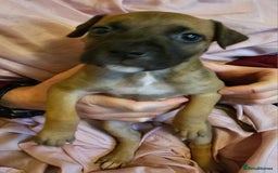 Bullmastiff dogs for sale: Bullmastiff puppies  - Image 13