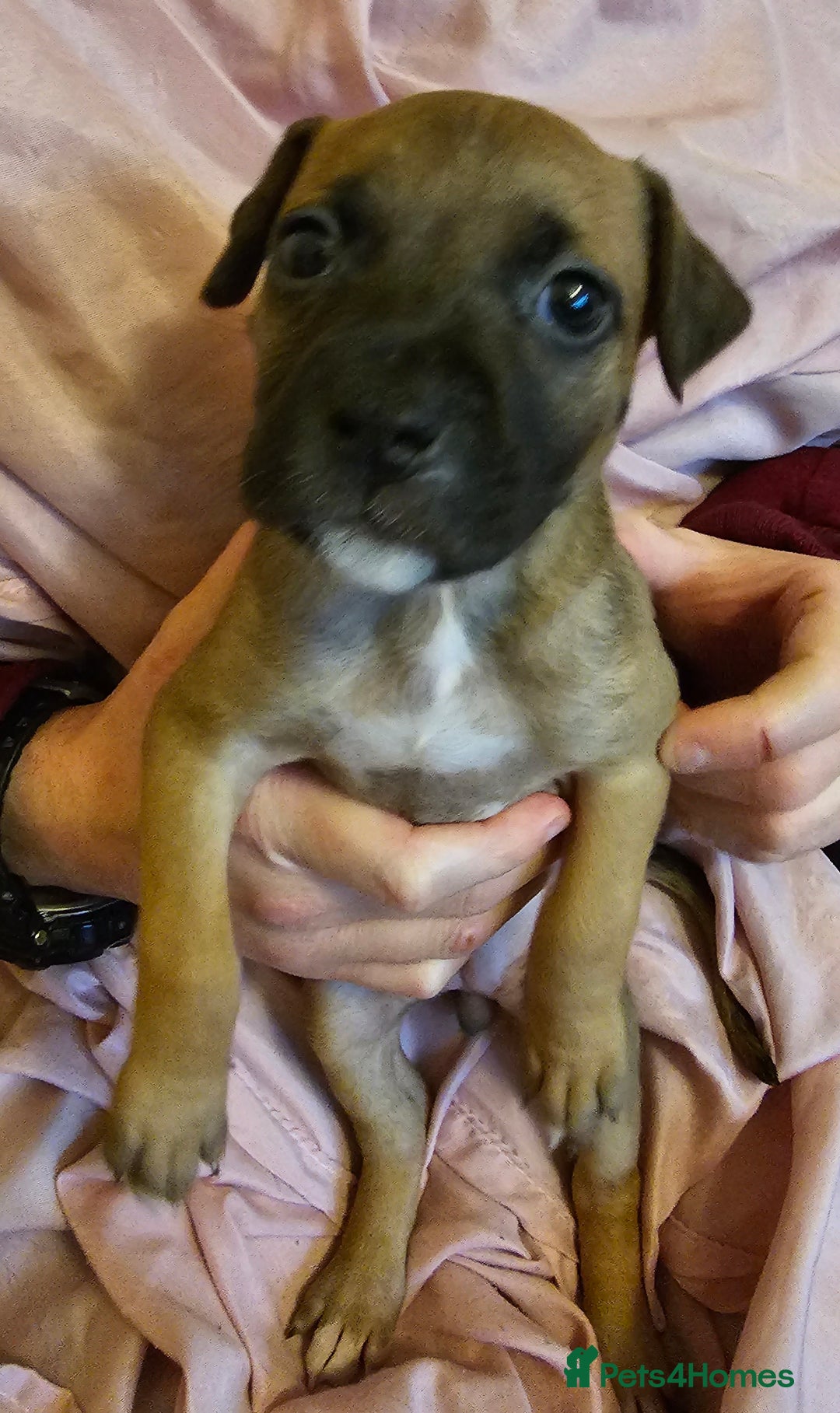 Bullmastiff dogs for sale: Bullmastiff puppies  - Image 13