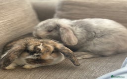 Dwarf Lop rabbits for sale: 2 Dwarf lop x mini lop rabbits  - Image 7