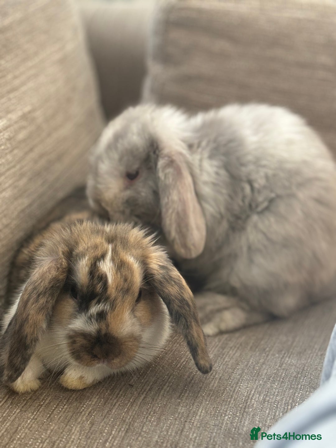 Dwarf Lop rabbits for sale: 2 Dwarf lop x mini lop rabbits  - Image 7