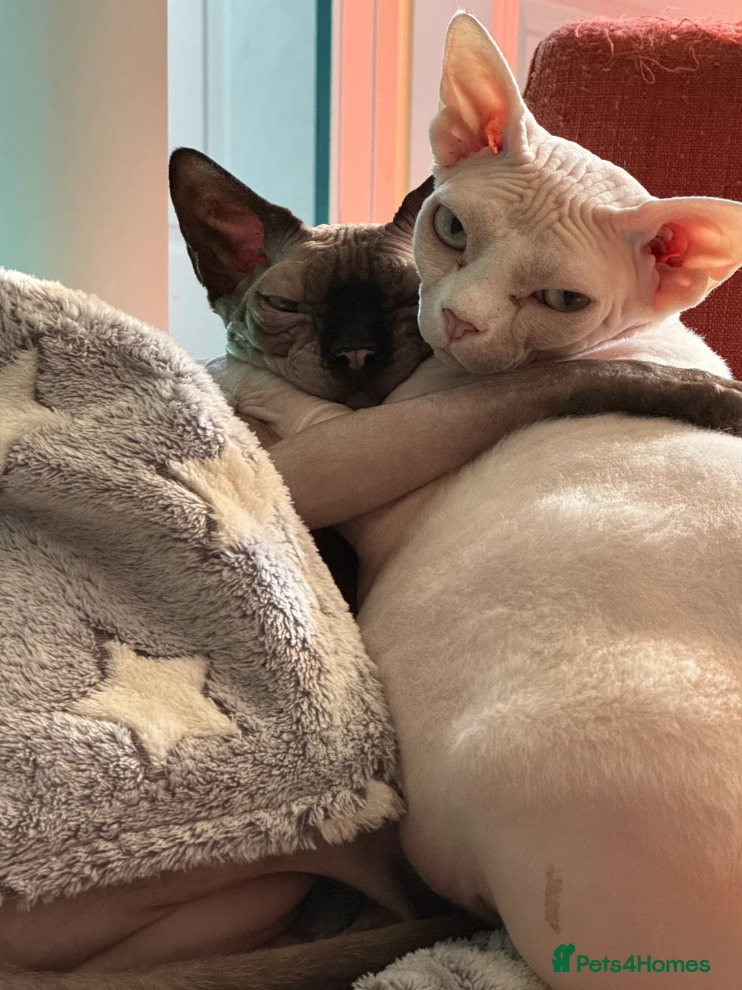 Sphynx cats for sale: Sphinx - Advert 2
