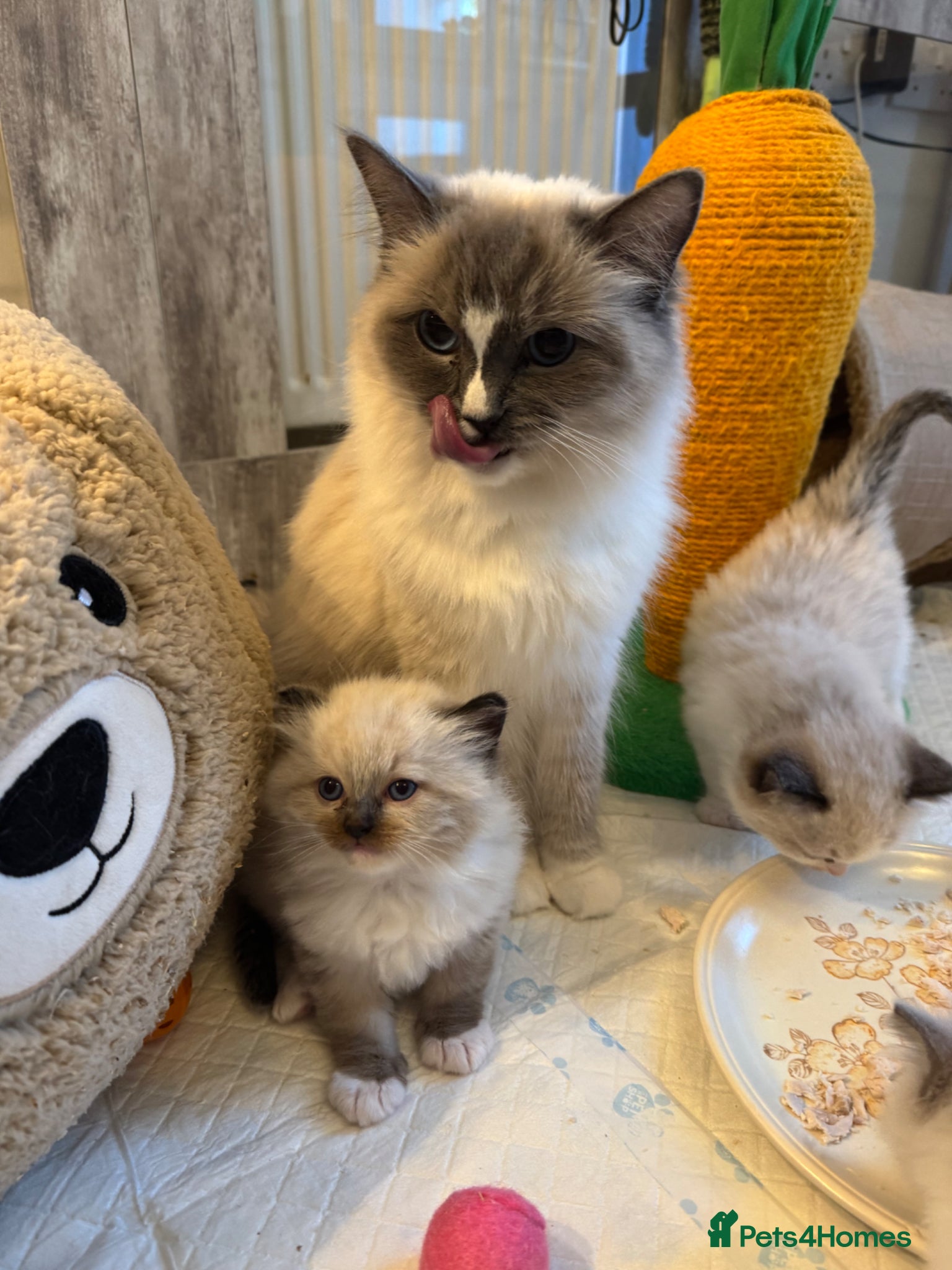 Ragdoll cats 🩵🩵🩵🩵🩵🩷 - Advert 16