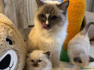 Ragdoll cats 🩵🩵🩵🩵🩵🩷 - Advert 16