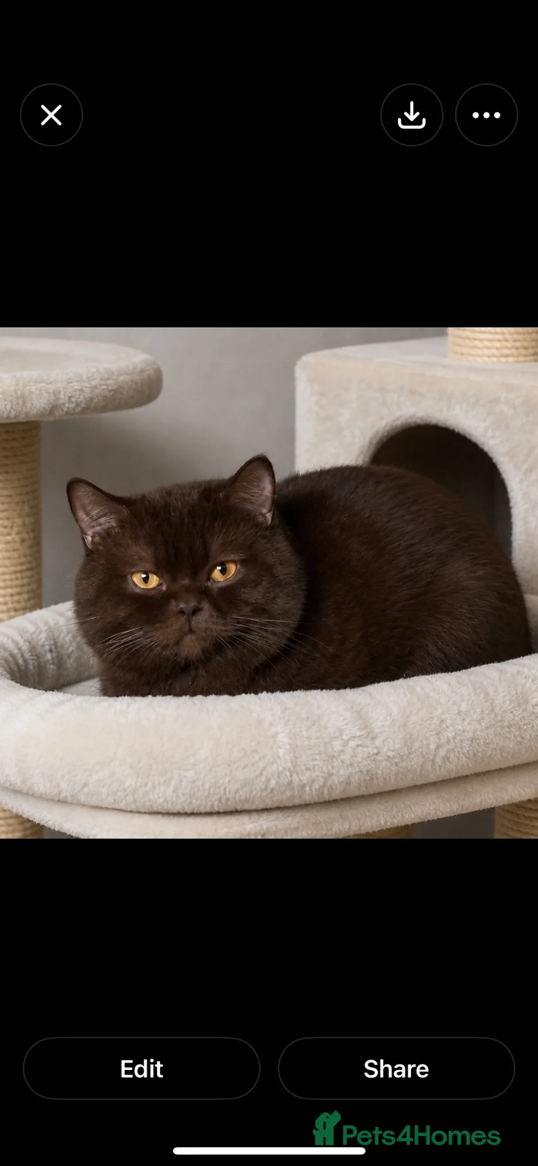 British Shorthair cats for stud: 🔥🤎 CHOCOLATE STUD TICA GCCF CARRYING CINNAMON  - Advert 2