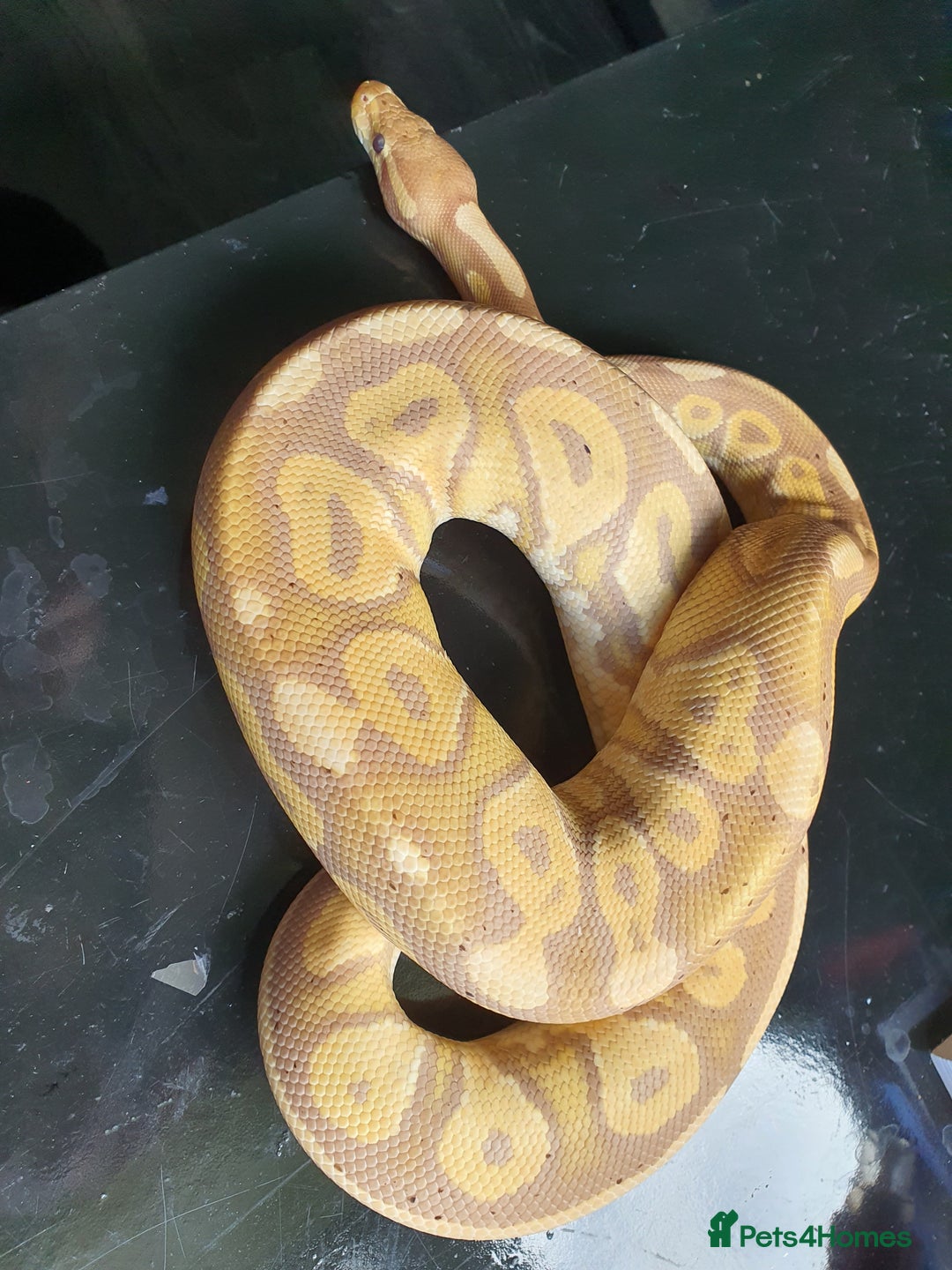 Python Snake reptiles for sale: Banana cinnamon mojave pos female maker  - Image 6