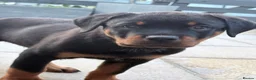 Rottweiler dogs for sale: Rottweiler puppies. 1 LEFT. READY TO GO. - Advert 26