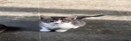 Mixed Breed cats for sale: Beautiful kittens looking for new homes  - Advert 8