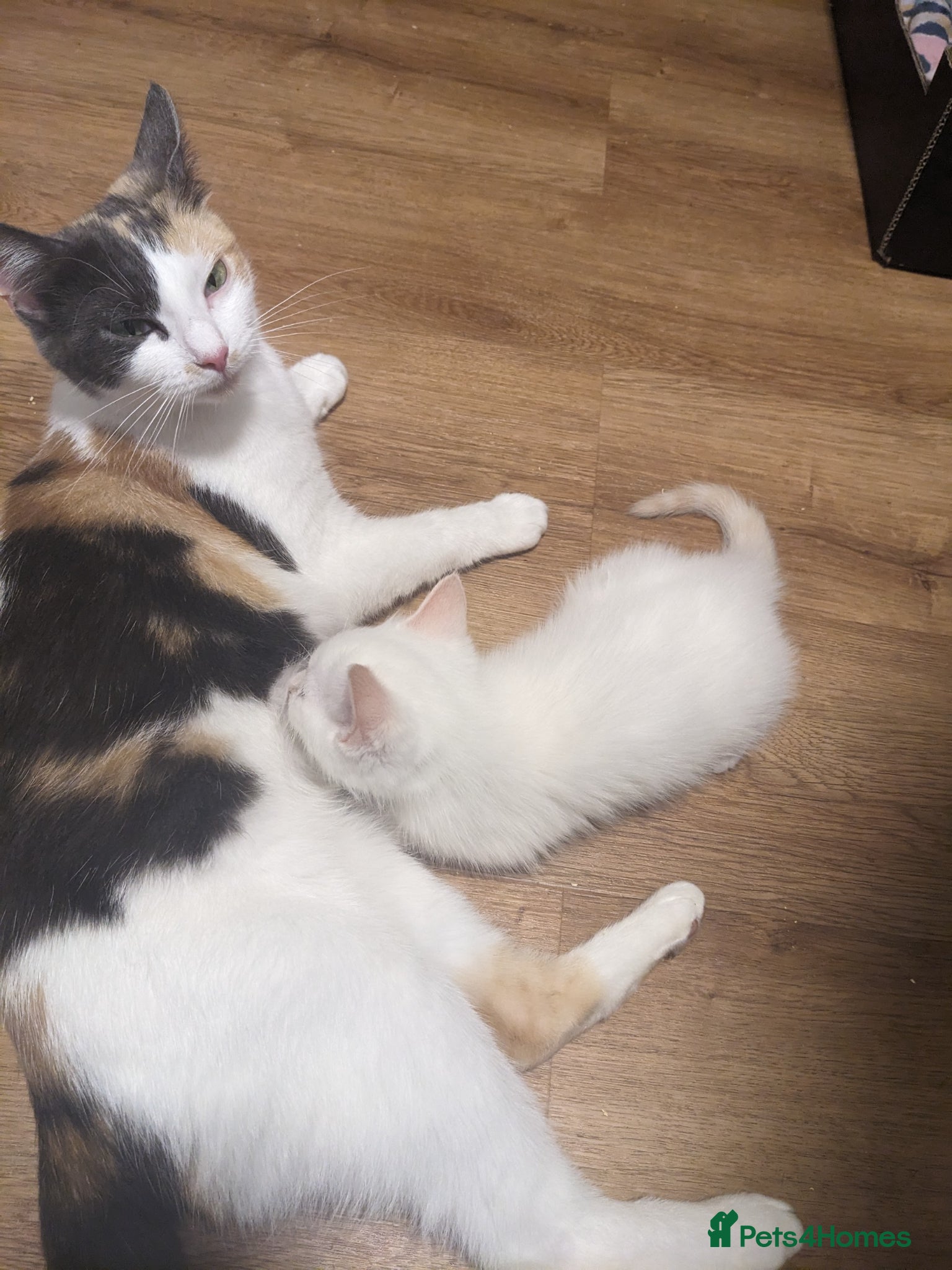 Mixed Breed cats for sale: Gorgeous Cuddly Kittens. Quarter Ragdoll  - Advert 5