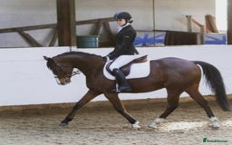 Other Breed horses for sale: 15.1 Welsh x thoroughbred  - Image 5