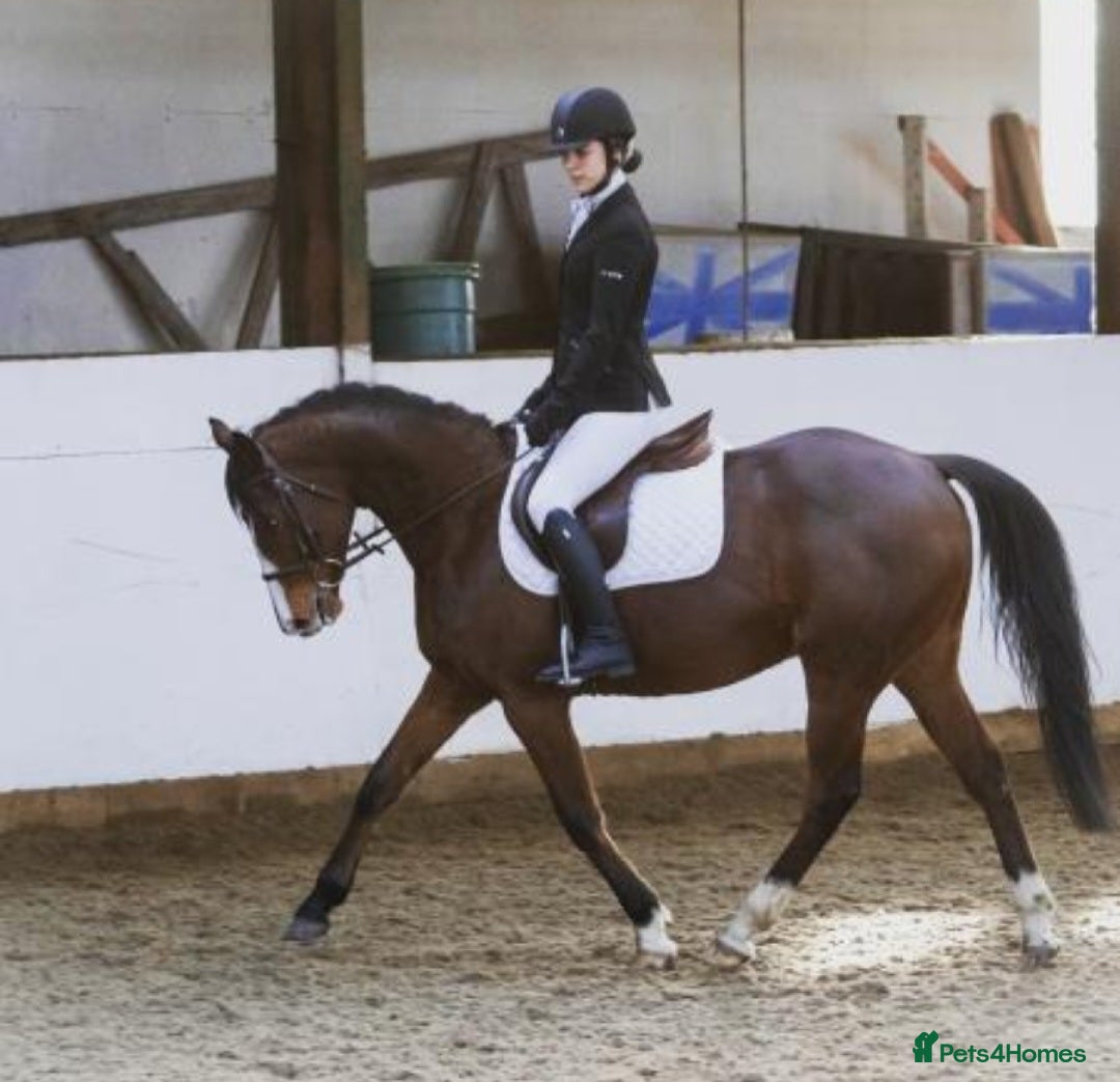 Other Breed horses for sale: 15.1 Welsh x thoroughbred  - Image 5