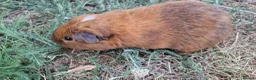 Guinea Pig rodents for sale: £20 for 2 California x male guinea pigs  - Advert 16