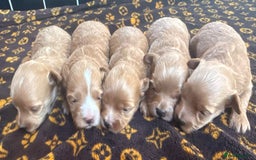 Toy Poodle dogs for stud: XXS Deep Mahogany Red Asian poodle Stud in Romford - Image 7