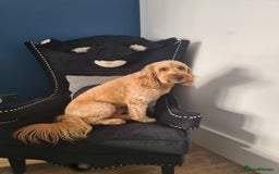 Cavapoo dogs for stud: Harry proven stud  in Ilford - Image 5