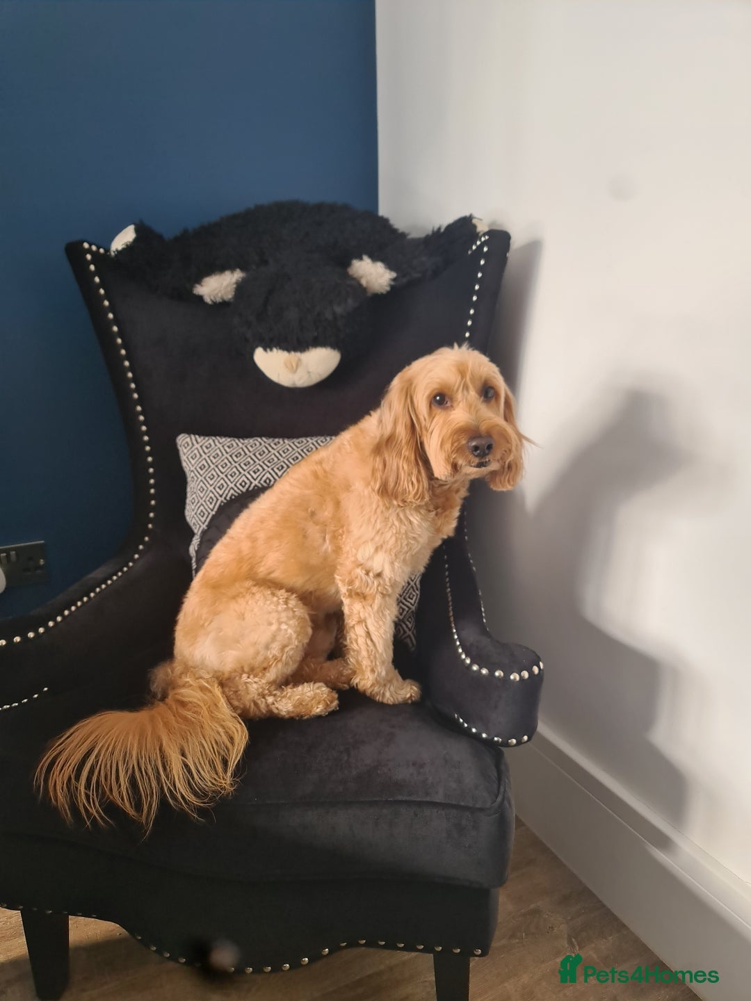 Cavapoo dogs for stud: Harry proven stud  in Ilford - Image 5