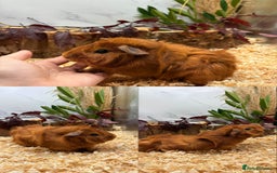 Guinea Pig rodents for sale: ✨Lots of Baby boy Guinea Pigs ✨🐹🩵 - Image 4