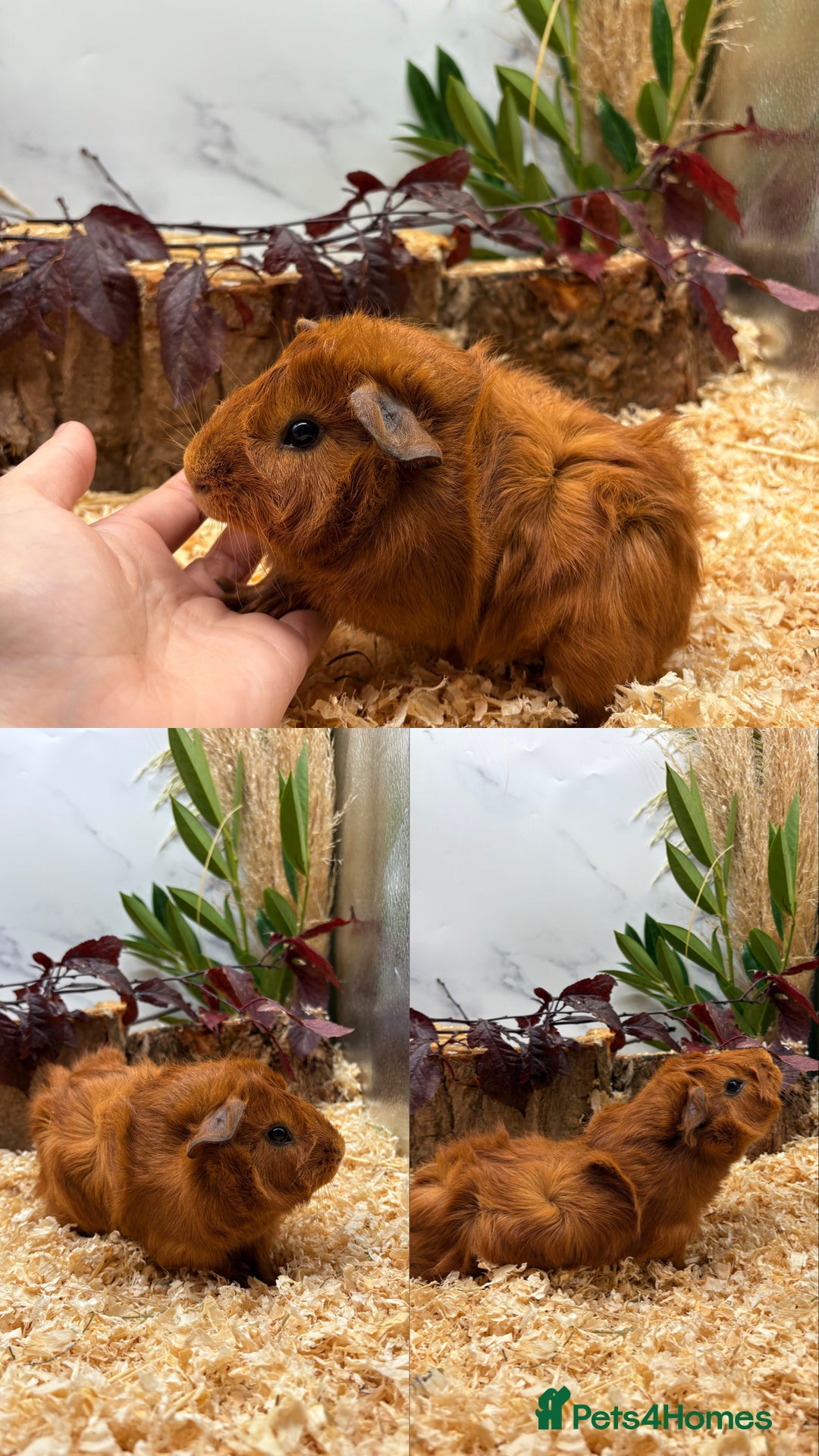 Guinea Pig rodents for sale: ✨Lots of Baby boy Guinea Pigs ✨🐹🩵 - Image 4