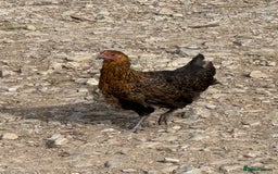 Chickens poultry for sale: Laying hens for sale - Image 2
