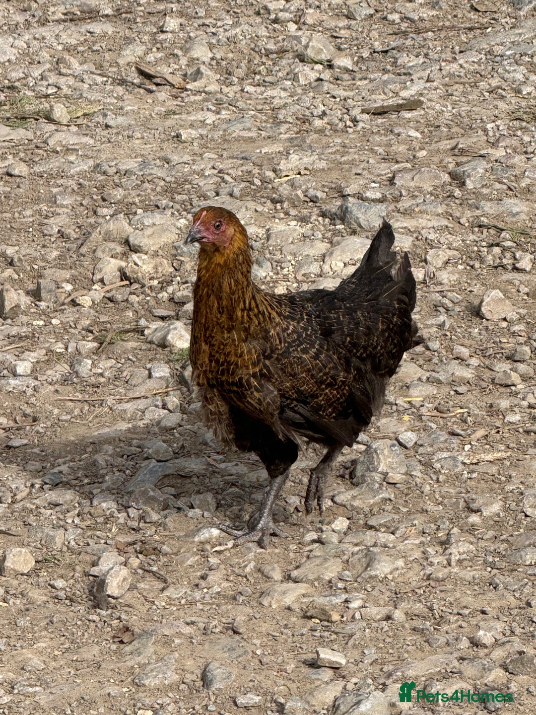 Chickens poultry for sale: Laying hens for sale - Image 2
