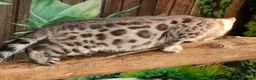 Bengal cats for sale: Stunning full marbled Bengal - Advert 9