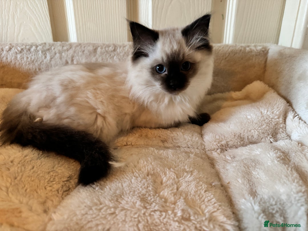 Ragdoll cats for sale: Beautiful Ragdoll kittens - Advert 4