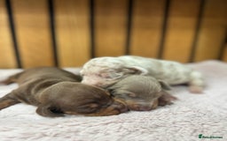 Miniature Dachshund dogs for sale: 5⭐️ licensed breeder. Rainbow litter  - Image 3