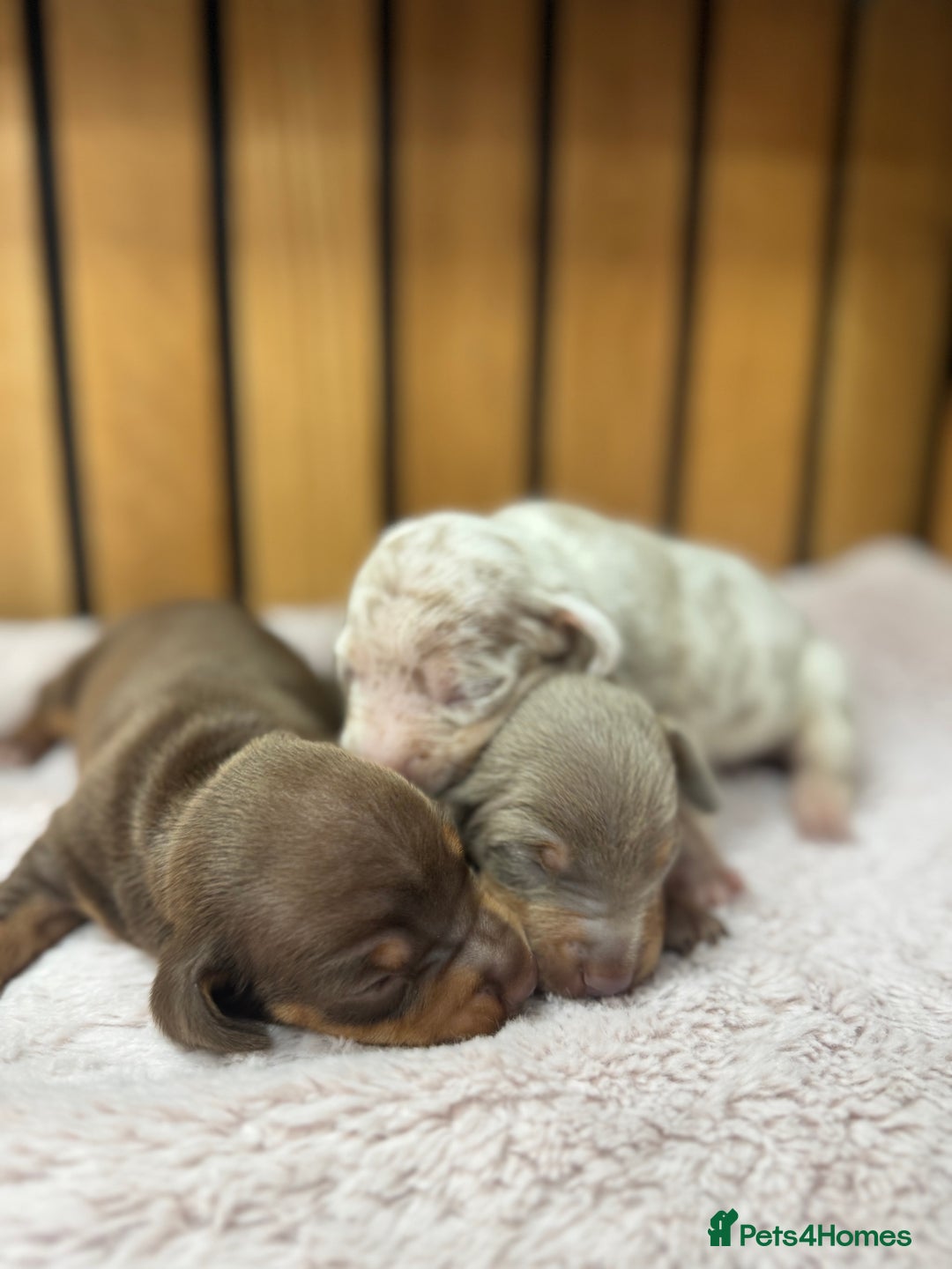 Miniature Dachshund dogs for sale: 5⭐️ licensed breeder. Rainbow litter  - Image 3