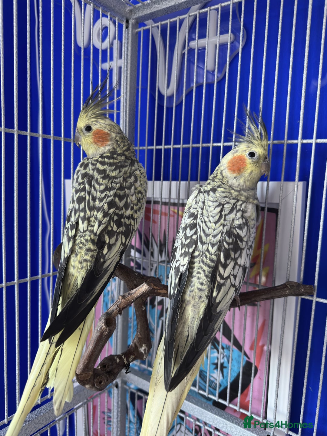 Cockatiels birds for sale: Cockatiels X2  - Image 4