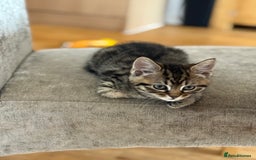 Domestic Shorthair cats for sale: 🤩🤩 6 beautiful babies 🤩🤩 - Image 15