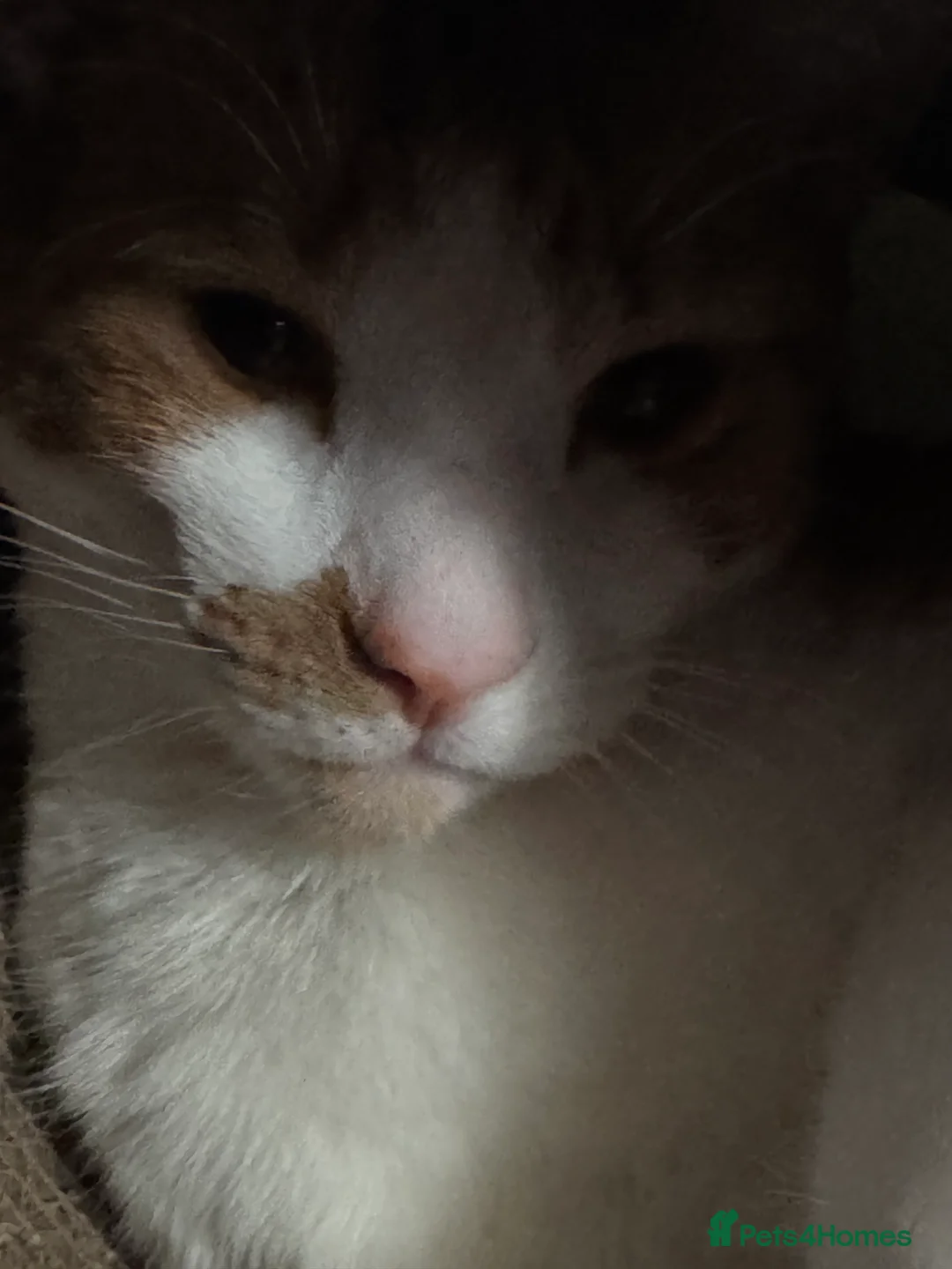 Domestic Shorthair cats for sale: 18 month old cat looking for home in Great Yarmouth - Advert 2