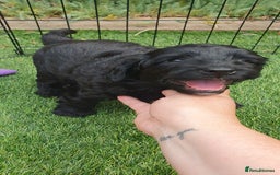 Australian Labradoodle dogs for sale: Health-tested Australian Labradoodle puppies - Image 30