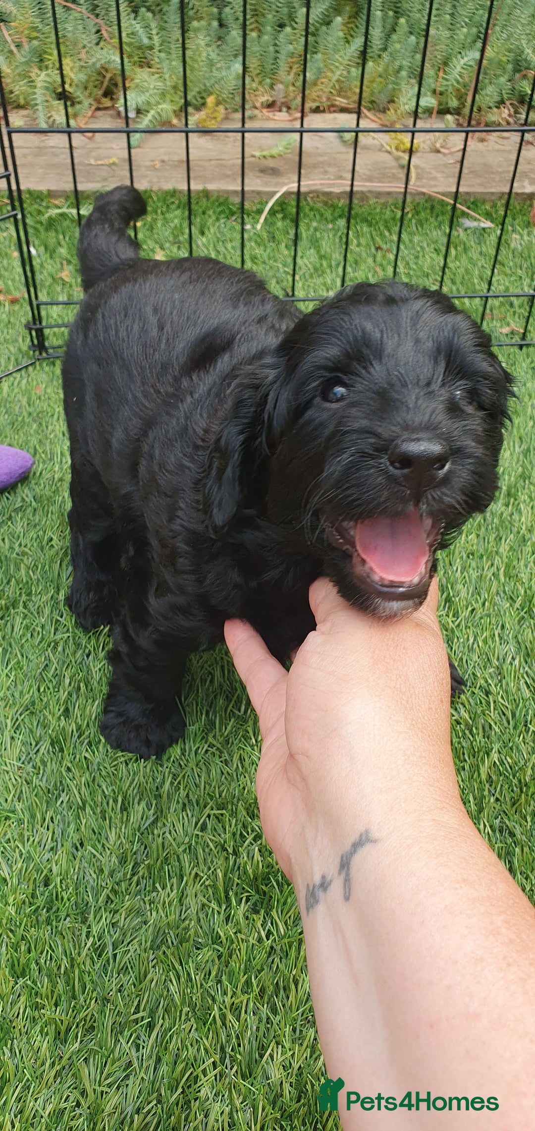 Australian Labradoodle dogs for sale: Health-tested Australian Labradoodle puppies - Image 30