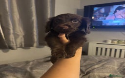 Mixed Breed dogs for sale: Collie cross (Dollie’s) x2 boy ready Sunday  - Image 7