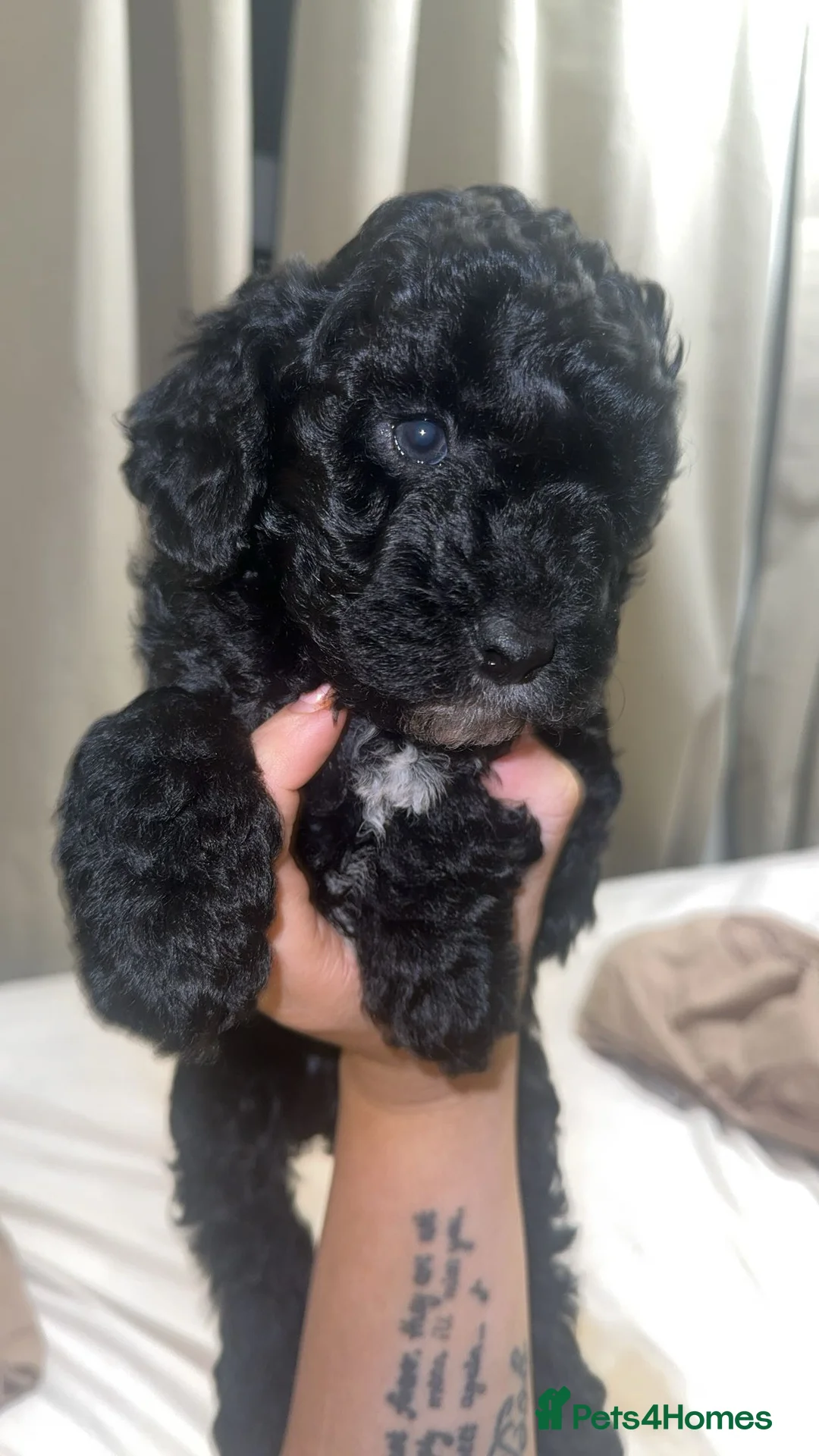 Cockapoo dogs for sale: Cockapoo puppy’s  - Advert 12