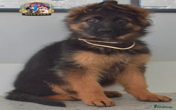 German Shepherd dogs for sale: 💥REDUCED PRICE💥 3 GIRLS German shepherd puppies  - Image 9