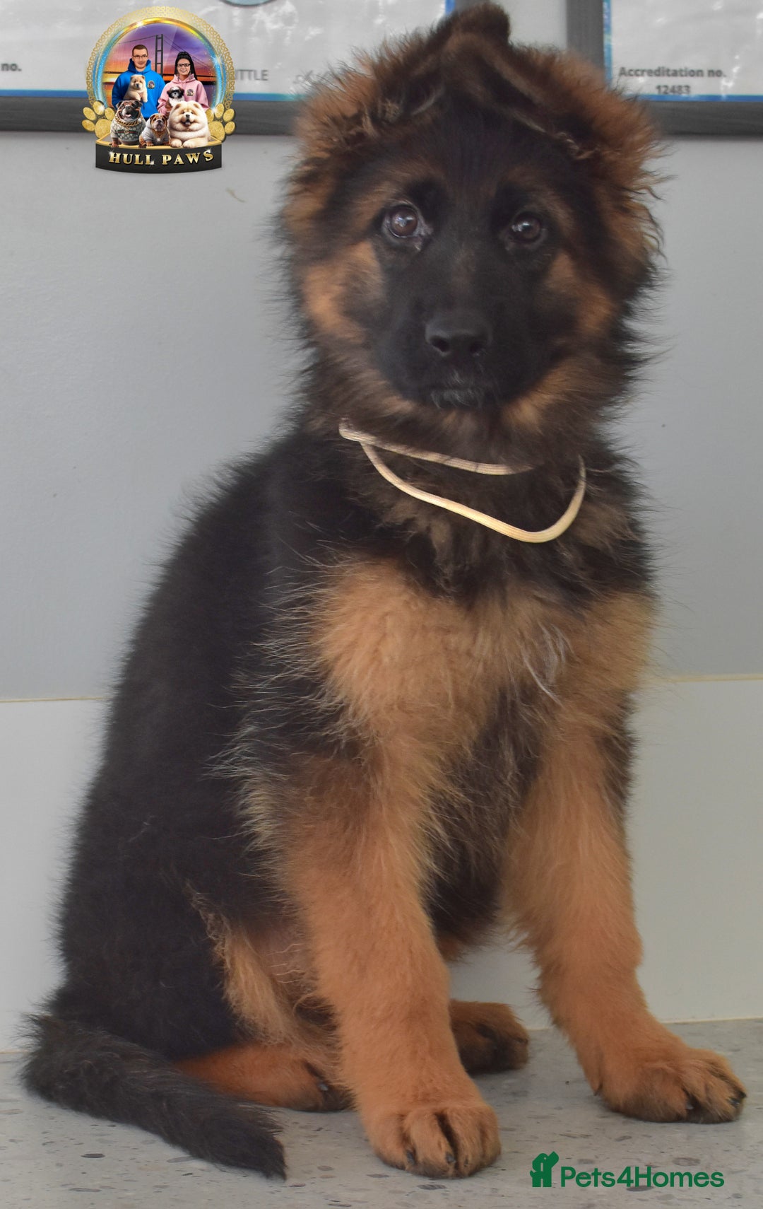 German Shepherd dogs for sale: 💥REDUCED PRICE💥 3 GIRLS German shepherd puppies  - Image 9
