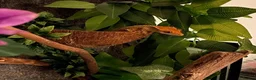 Gecko reptiles for sale: Crested Gecko Tri-Colour Partial Quad Stripe in Middlesbrough - Advert 4