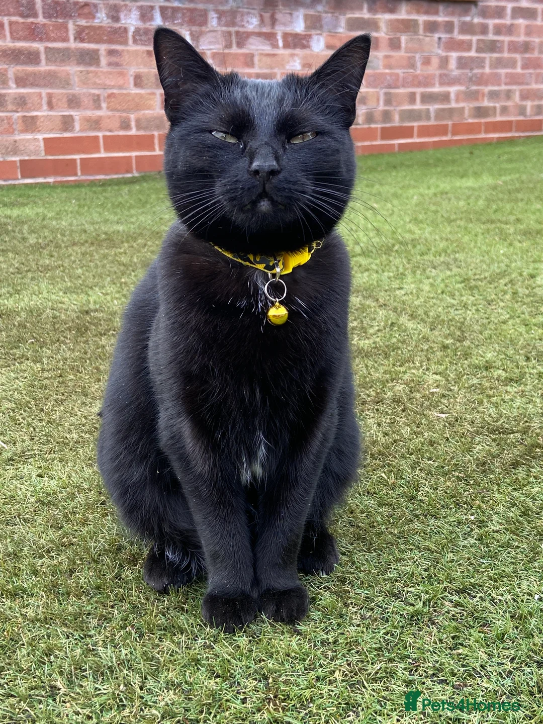 Mixed Breed cats for sale: POPPY - Advert 3