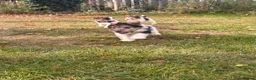 Fox Terrier dogs for sale: 5 X Beautiful Wire Fox Terrier Puppies - Advert 21