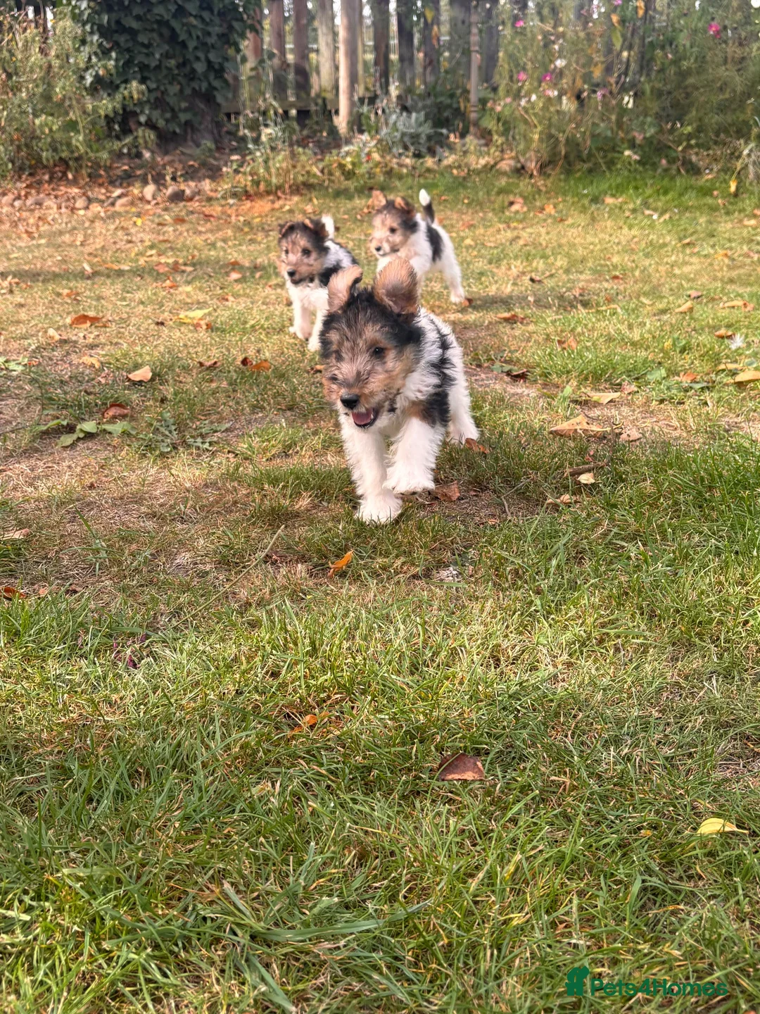 Fox Terrier dogs for sale: 5 X Beautiful Wire Fox Terrier Puppies - Advert 21