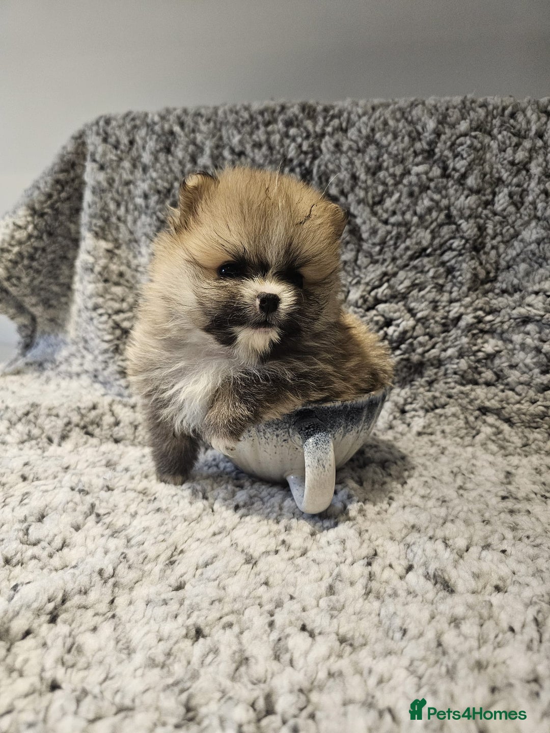 Pomeranian dogs for sale: Adorable mini Pomeranian ❤ - Advert 14