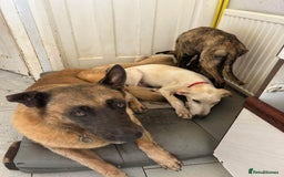 Mixed Breed dogs for adoption: Cheddar - Norwich Norfolk  - Image 6